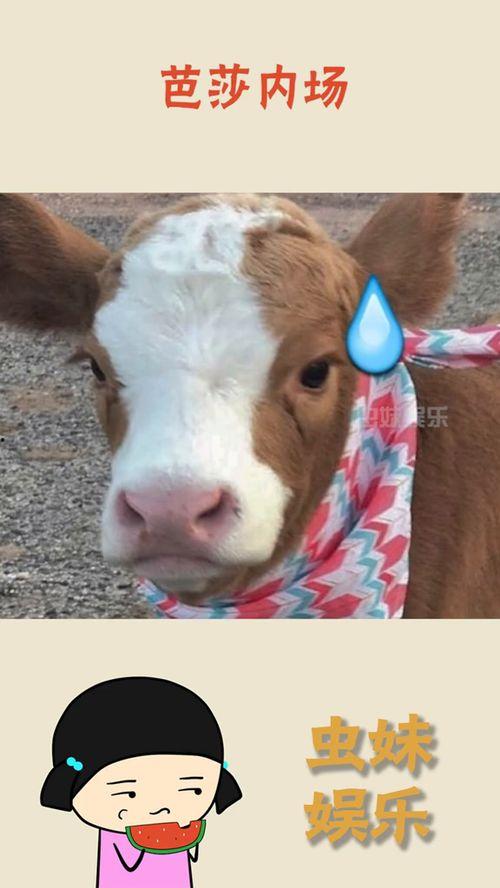 娱乐吃瓜酱妈妈的宠物